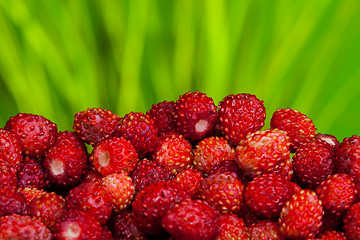 Image showing many wild strawberries on green