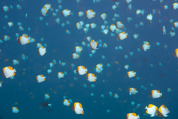 Image showing many tropical fish deep underwater