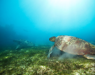 Image showing Couple turtles in deep water