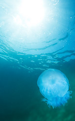 Image showing jellyfish and water surface