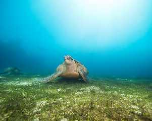 Image showing Big beautiful sea turtle