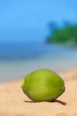 Image showing green coconut fell on beach
