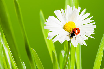 Image showing beautiful chamomile with ladybug