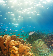 Image showing exciting underwater panorama