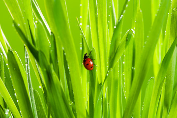 Image showing beautiful ladybug on the green grass