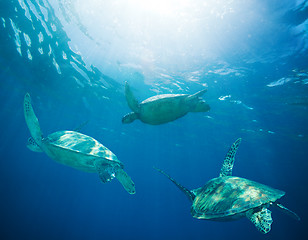 Image showing school of sea turtles migrating