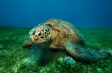 Image showing Huge turtle eating seaweed underwater