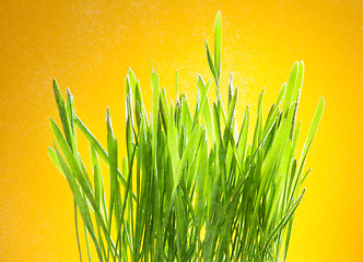 Image showing fresh green grass on yellow
