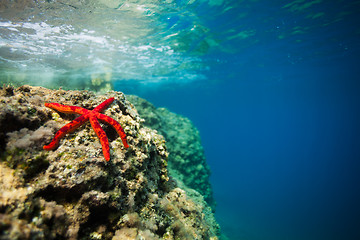 Image showing beautiful red starfish on rock  underwater