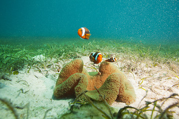 Image showing family of clownfishes on sandy bottom