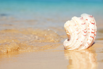 Image showing seashell and waves