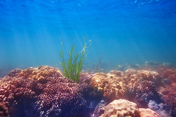 Image showing seaweed on coral bottom