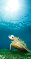 Image showing sea turtle deep underwater