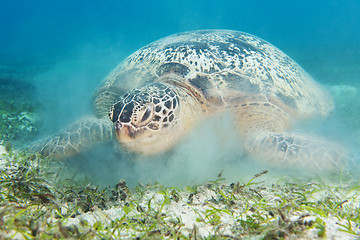 Image showing turtle and suspended sand