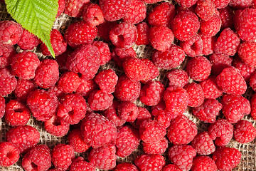 Image showing scattered ripe raspberries