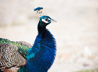 Image showing Friendly peacock