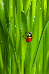 Image showing ladybug on wet sparkling grass