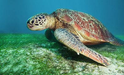 Image showing Turtle on seaweed bottom