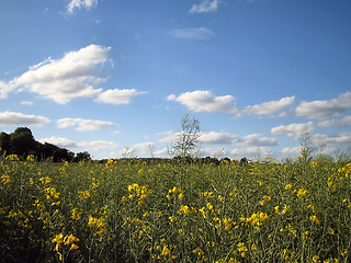 Image showing Field with yellow flowers.