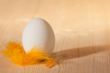 Image showing chicken egg with yellow feather