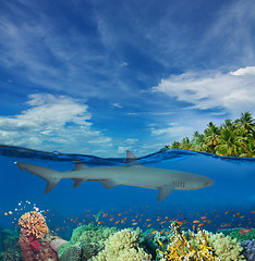 Image showing Shark swimming among corals