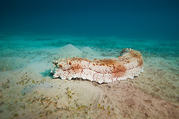 Image showing Big sea cucumber on the sea bottom