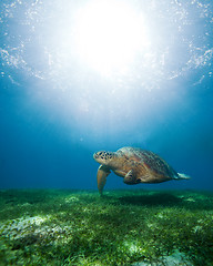 Image showing swimming sea turtle in sunlight