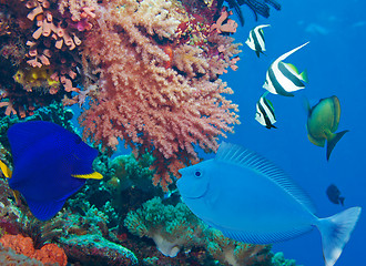 Image showing Colorful underwater world