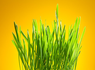 Image showing Green grass on yellow background