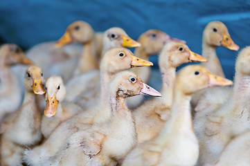 Image showing Young ducks