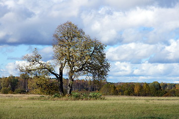 Image showing Tree and the sky