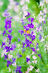 Image showing Wild flowers