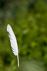 Image showing Feather goose