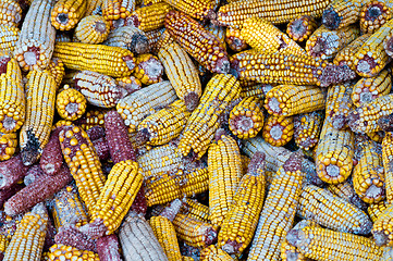 Image showing A lot of old corn, maize.