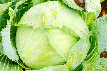 Image showing Cabbage