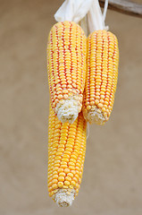 Image showing Corn cobs