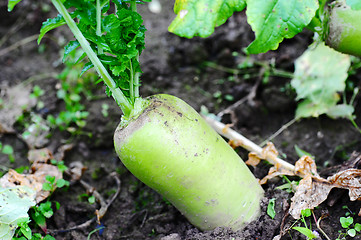 Image showing White radish