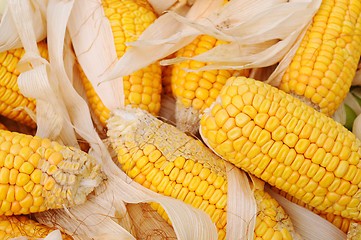 Image showing Corn cobs