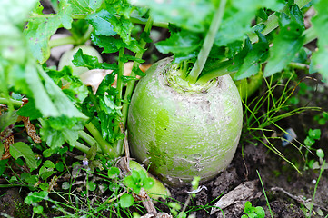 Image showing White radish