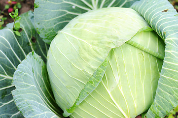 Image showing Cabbage