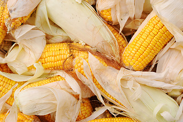 Image showing Corn cobs