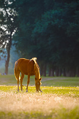 Image showing A wild horse head profile portrait