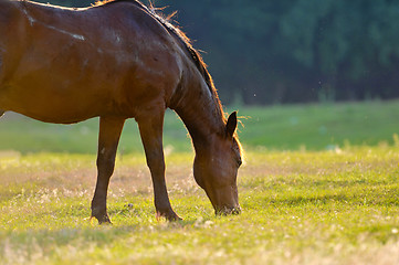 Image showing A wild horse head profile portrait