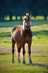 Image showing A wild horse head profile portrait