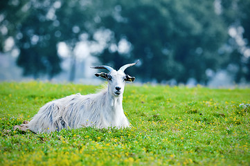 Image showing Goat