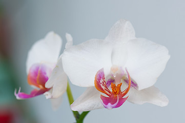 Image showing Orchid