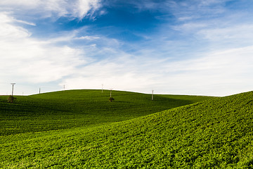 Image showing Landscape in the wine region