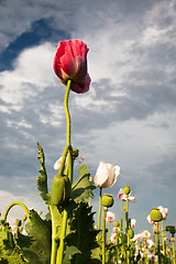 Image showing Poppy flowers