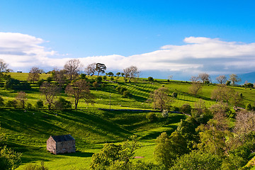 Image showing On the pasture