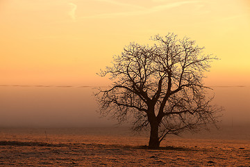 Image showing In the morning mist